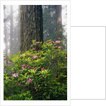 Rhododendrons and a Redwood by Anonymous