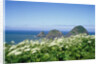 Cow Parsnip Plants Along Oregon Coastline by Anonymous