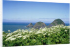 Cow Parsnip Plants Along Oregon Coastline by Anonymous