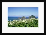 Cow Parsnip Plants Along Oregon Coastline by Anonymous