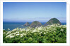 Cow Parsnip Plants Along Oregon Coastline by Anonymous