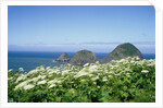 Cow Parsnip Plants Along Oregon Coastline by Anonymous