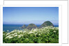 Cow Parsnip Plants Along Oregon Coastline by Anonymous