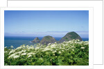 Cow Parsnip Plants Along Oregon Coastline by Anonymous