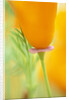 California Poppy by Anonymous