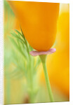 California Poppy by Anonymous