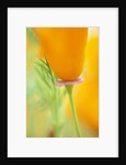 California Poppy by Anonymous