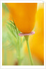 California Poppy by Anonymous