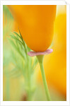 California Poppy by Anonymous