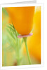 California Poppy by Anonymous