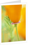 California Poppy by Anonymous