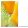 California Poppy by Anonymous