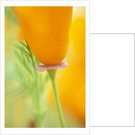 California Poppy by Anonymous
