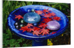 Leaves Floating in a Bird Bath by Anonymous