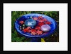 Leaves Floating in a Bird Bath by Anonymous