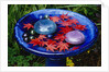 Leaves Floating in a Bird Bath by Anonymous