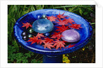 Leaves Floating in a Bird Bath by Anonymous