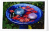 Leaves Floating in a Bird Bath by Anonymous