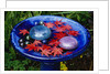 Leaves Floating in a Bird Bath by Anonymous