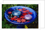 Leaves Floating in a Bird Bath by Anonymous