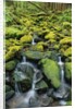 Stream Flowing Through Moss Covered Rocks by Anonymous