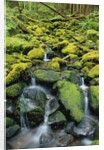 Stream Flowing Through Moss Covered Rocks by Anonymous