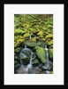 Stream Flowing Through Moss Covered Rocks by Anonymous