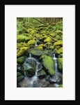 Stream Flowing Through Moss Covered Rocks by Anonymous