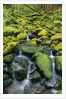 Stream Flowing Through Moss Covered Rocks by Anonymous