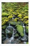 Stream Flowing Through Moss Covered Rocks by Anonymous