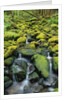 Stream Flowing Through Moss Covered Rocks by Anonymous
