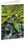 Stream Flowing Through Moss Covered Rocks by Anonymous