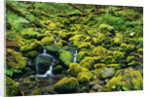 Stream Flowing Through Moss Covered Rocks by Anonymous