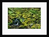 Stream Flowing Through Moss Covered Rocks by Anonymous