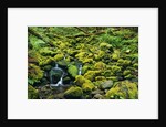 Stream Flowing Through Moss Covered Rocks by Anonymous