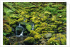 Stream Flowing Through Moss Covered Rocks by Anonymous
