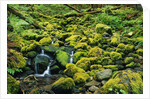 Stream Flowing Through Moss Covered Rocks by Anonymous