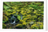 Stream Flowing Through Moss Covered Rocks by Anonymous