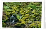 Stream Flowing Through Moss Covered Rocks by Anonymous