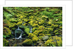 Stream Flowing Through Moss Covered Rocks by Anonymous