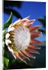King Protea on Maui by Anonymous