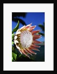King Protea on Maui by Anonymous