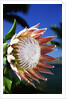 King Protea on Maui by Anonymous