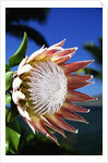 King Protea on Maui by Anonymous