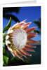 King Protea on Maui by Anonymous