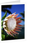 King Protea on Maui by Anonymous