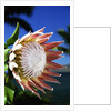 King Protea on Maui by Anonymous