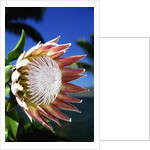 King Protea on Maui by Anonymous