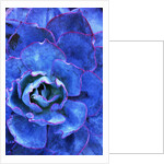 Succulent on Maui by Anonymous