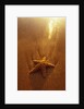 Starfish on Maui Beach by Anonymous
